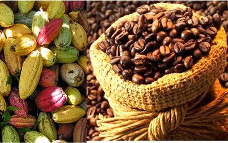 Premier producteur mondial de cacao avec plus de 1,6 million de tonnes, la Côte d’Ivoire ne transforme localement que 3% de sa production en produits finis.